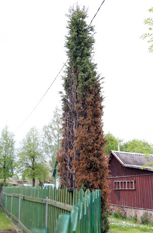 Cheminė ataka prieš kaimynų kadagį
