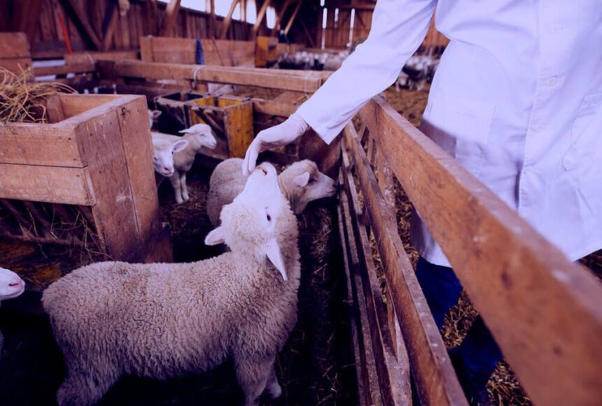 veterinarijosgydytojas